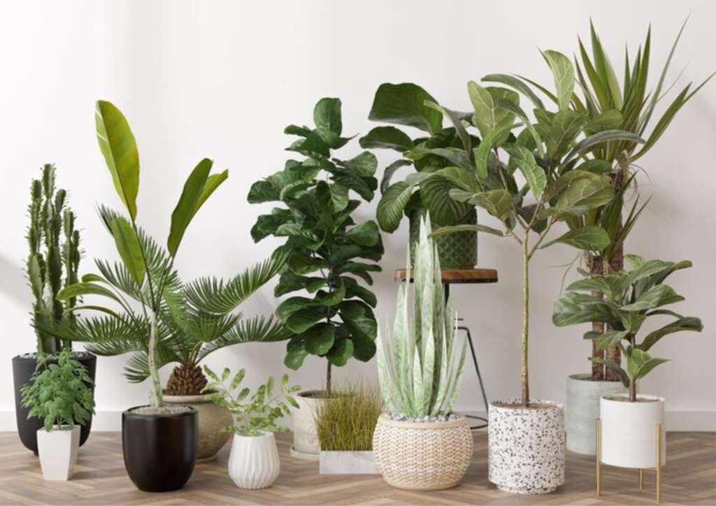 plantes intérieures qui contribuent à améliorer la qualité de l'air